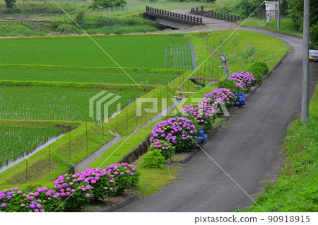 農村繡球花路 農村繡球花路 90918915