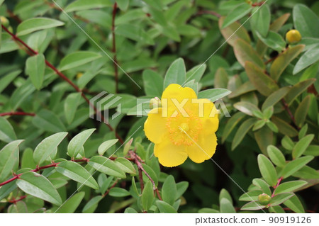 Floring tree landscape with green leaves and yellow petals of Aaron's beetle Floring tree landscape with green leaves and yellow petals of Aaron's beetle 90919126