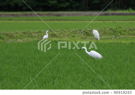 An intermediate egret and two egrets on a ridge that descend to the green Sanae paddy field in Moroyama Town, Saitama Prefecture, which has been around since the Kofun period. An intermediate egret and two egrets on a ridge that descend to the green Sanae paddy field in Moroyama Town, Saitama Prefecture, which has been around since the Kofun period. 90919283