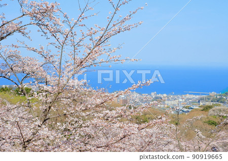 海邊的城市景觀和櫻花 90919665