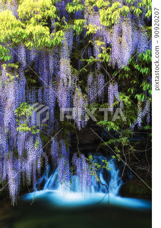 Consistent field wisteria (Nihonakago, Yamaguchi City, Yamaguchi Prefecture) 90920207