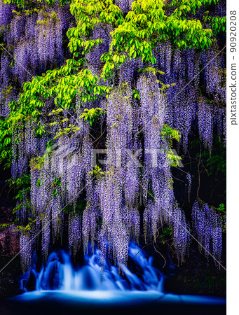 一致的田間紫藤(山口縣山口市二穗鄉) 一致的田間紫藤(山口縣山口市二穗鄉) 90920208