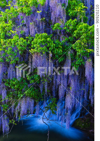 Consistent field wisteria (Nihonakago, Yamaguchi City, Yamaguchi Prefecture) 90920210