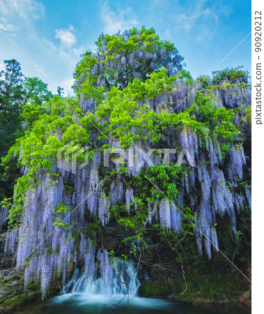 一致的田間紫藤（山口縣山口市二穗鄉） 90920212