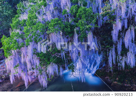 Consistent field wisteria (Nihonakago, Yamaguchi City, Yamaguchi Prefecture) 90920213