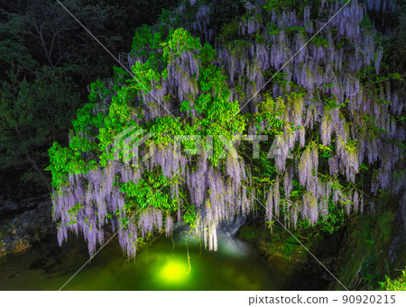 Consistent field wisteria (Nihonakago, Yamaguchi City, Yamaguchi Prefecture) 90920215