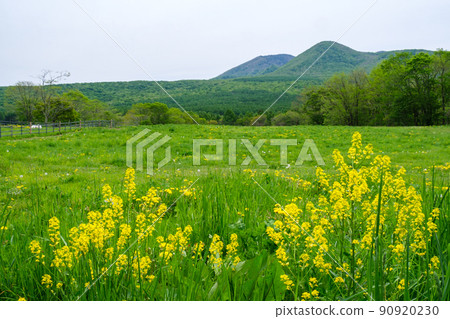 Grazing cattle Grazing cattle 90920230