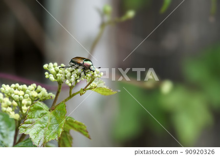 Japanese beetle, an insect that grows on the flowers of vines Japanese beetle, an insect that grows on the flowers of vines 90920326