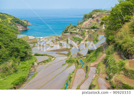 早上在濱之浦的水稻梯田 90920333