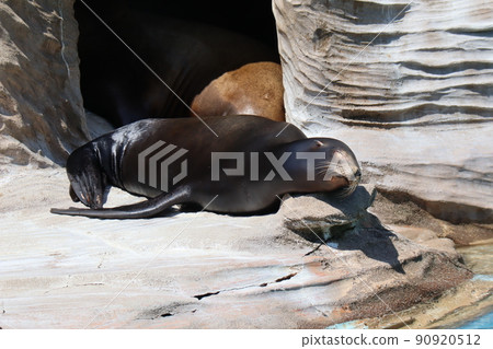 加利福尼亞海獅在繁殖空間的岩石上睡覺的動物園景觀 加利福尼亞海獅在繁殖空間的岩石上睡覺的動物園景觀 90920512