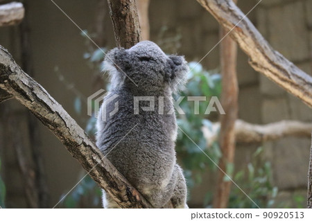 動物園的景色，一隻考拉坐在樹上，背對著你 90920513