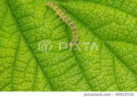 Croxita Atsuba larva (hornworm) Croxita Atsuba larva (hornworm) 90920556