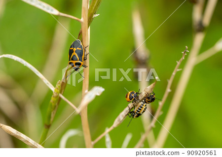 Adult and larvae of Eurydema rugosa Adult and larvae of Eurydema rugosa 90920561
