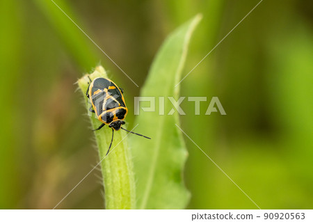 成蟲Eurydema rugosa 90920563