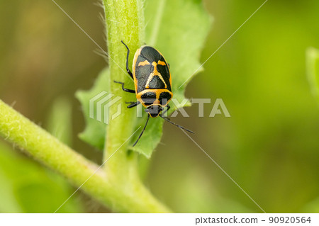 Adult Eurydema rugosa Adult Eurydema rugosa 90920564