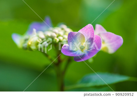 Surrounded by light .. Hydrangea 90920952