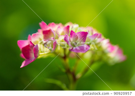 Surrounded by light .. Hydrangea 90920957