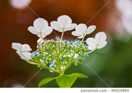 Surrounded by light .. Hydrangea 90920969