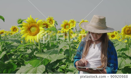 sunflower seed. farmer works hand tablet. Agriculture. flowering field farm. concept flowering yellow sunflower leaves. botany eco. organic seed flowering. rural farm life.botanical plantation plant 90920988