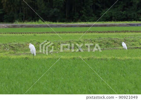 Yuzu no Sato Two cute egrets with white feathers and a yellow beak that has landed in Sanae Paddy, where the greenery of Moroyama Town, Saitama Prefecture is beautiful. Yuzu no Sato Two cute egrets with white feathers and a yellow beak that has landed in Sanae Paddy, where the greenery of Moroyama Town, Saitama Prefecture is beautiful. 90921049
