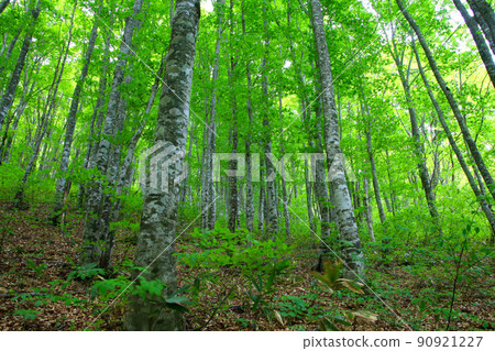 Beech forest (Fukushima Prefecture, Urabandai) Beech forest (Fukushima Prefecture, Urabandai) 90921227