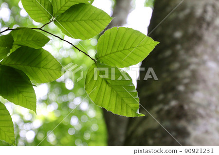 Beech leaves (Fukushima Prefecture, Urabandai) Beech leaves (Fukushima Prefecture, Urabandai) 90921231