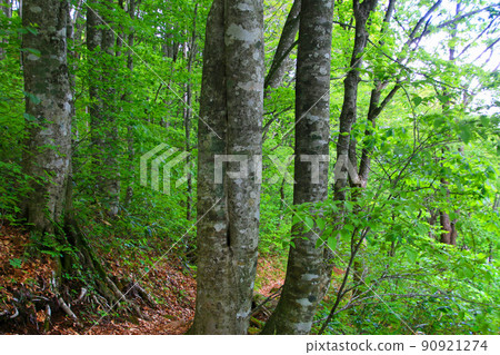 Beech forest (Fukushima Prefecture, Urabandai) Beech forest (Fukushima Prefecture, Urabandai) 90921274