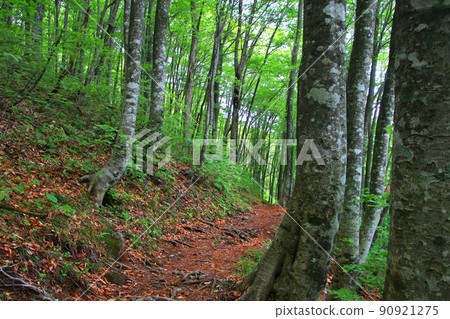 Beech forest (Fukushima Prefecture, Urabandai) Beech forest (Fukushima Prefecture, Urabandai) 90921275