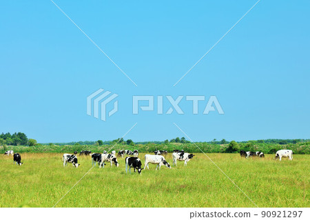 Hokkaido summer blue sky and ranch cows 90921297