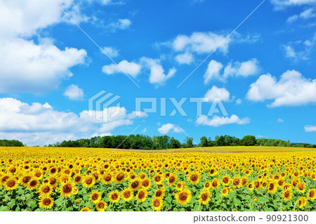 Hokkaido summer blue sky and sunflower landscape 90921300