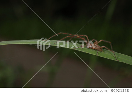 生物蜘蛛 Ashinagakomachi 蜘蛛,長約 1 厘米。前肢過長 生物蜘蛛 Ashinagakomachi 蜘蛛,長約 1 厘米。前肢過長 90921328