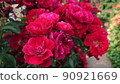 花 90921669