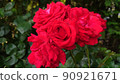 花 90921671