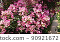 花 90921672
