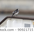 Wagtail Wagtail 90921715