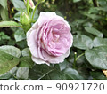 花 90921720