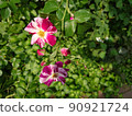 花 90921724