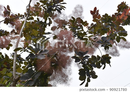 Smoke tree with smoky lilac flower clusters (Smoke tree) 90921780