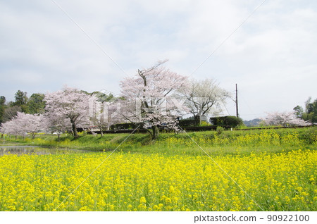 小湊鐵道板部站的櫻花和油菜花 90922100