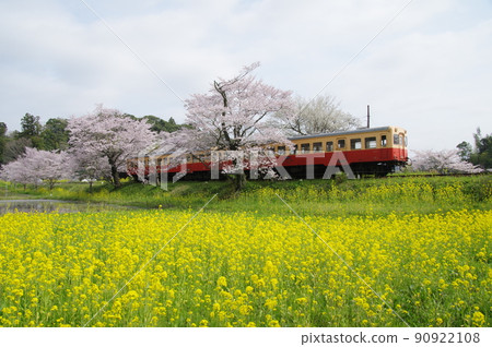 Sakura and Rape blossoms at Kominato Railway Itabu Station Kiha 200 90922108