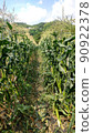 Corn field 90922378