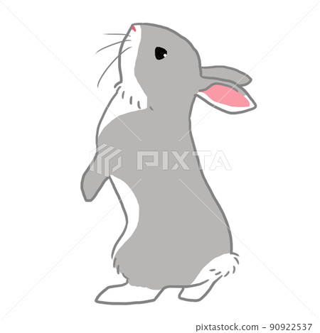 Gray rabbit standing on two legs Gray rabbit standing on two legs 90922537