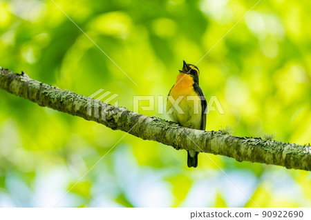 水仙捕蠅器在樹枝上唱歌 90922690