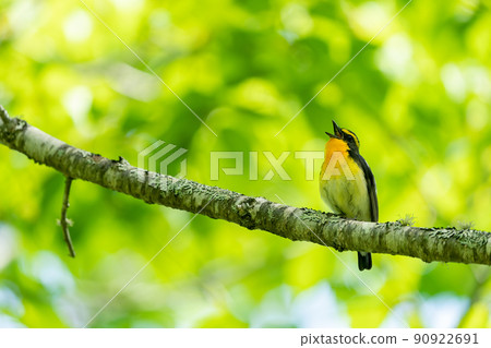 水仙捕蠅器在樹枝上唱歌 水仙捕蠅器在樹枝上唱歌 90922691