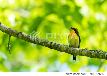 水仙捕蠅器在樹枝上唱歌 90922692