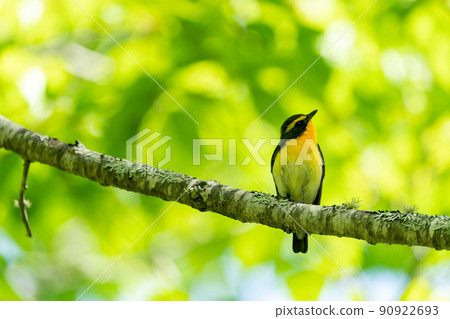 水仙捕蠅器,棲息在樹枝上,斜向上看的夏鳥 水仙捕蠅器,棲息在樹枝上,斜向上看的夏鳥 90922693