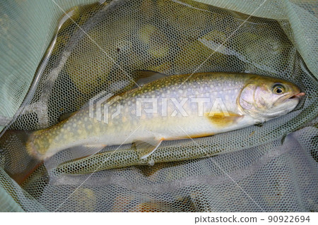 在山間溪流中捕獲的岩名（飛釣） 90922694