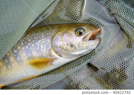 Iwana caught in a mountain stream (fly fishing) Iwana caught in a mountain stream (fly fishing) 90922792
