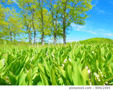 瀧野鈴蘭丘陵公園鈴蘭群落 90922893