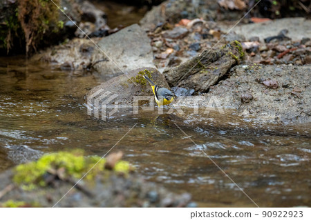 Gray wagtail, a summer bird playing in a stream Gray wagtail, a summer bird playing in a stream 90922923